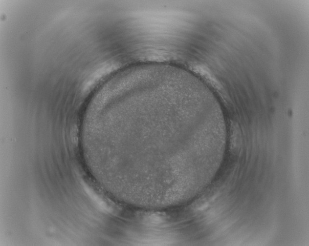 X0000089420683200707061319