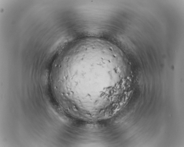 X0000089420744200707061318