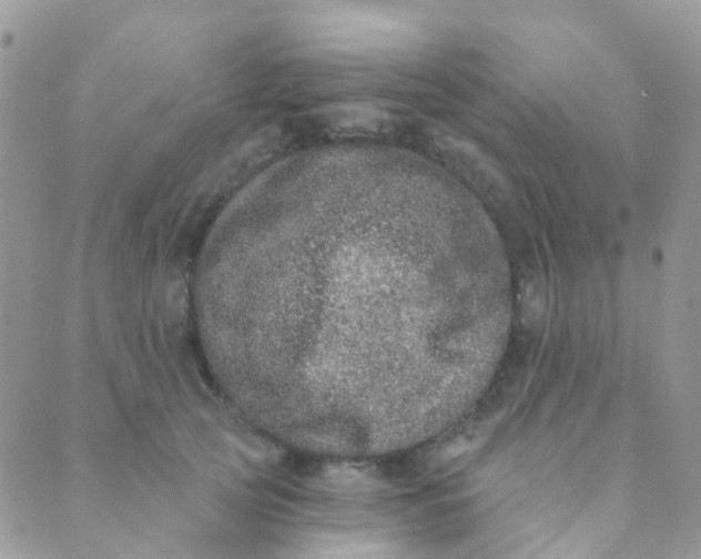 X0000089420753200707061318