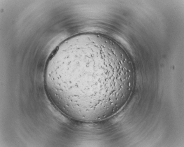 X0000089421330200707061309