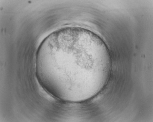 X0000089421522200707061306