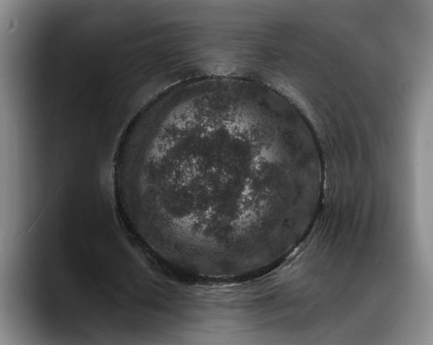 X0000089430626200706151309
