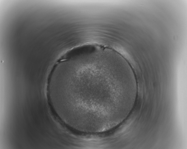 X0000089430434200706221214