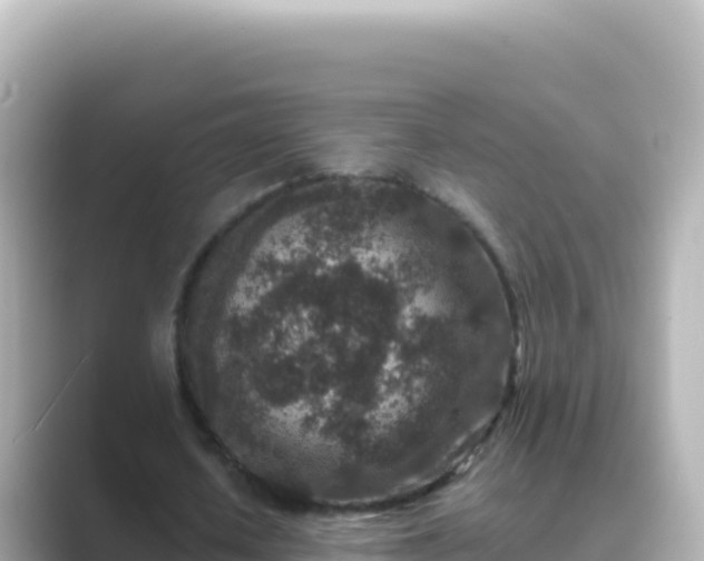 X0000089430626200706221212