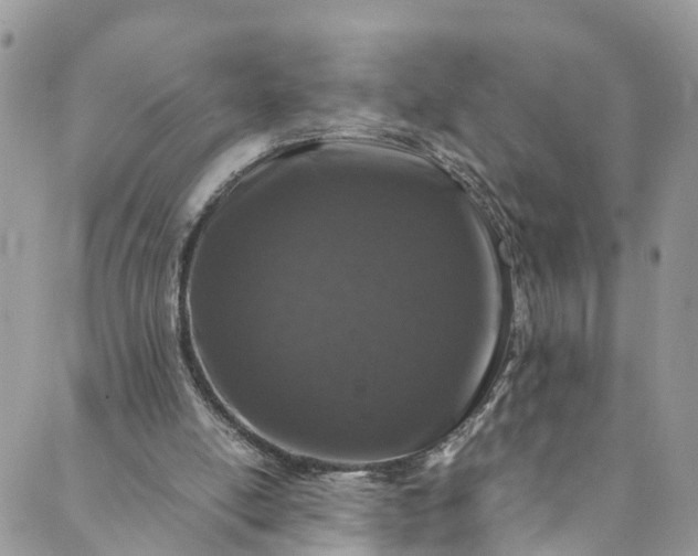 X0000089430054200706291324