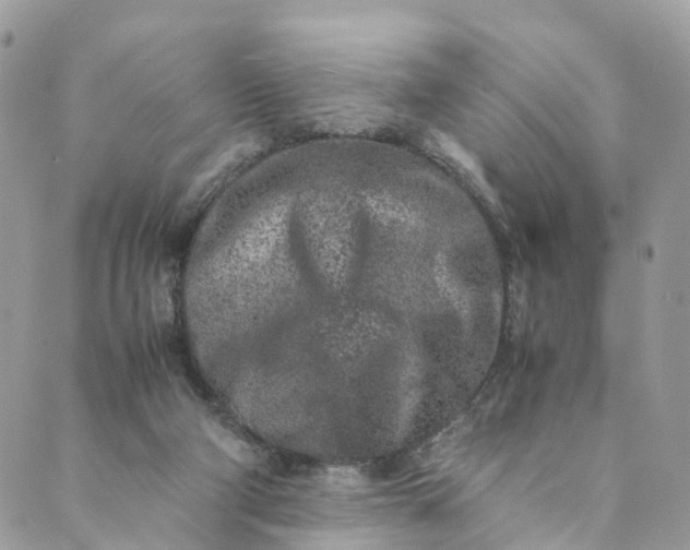 X0000089430114200706291324