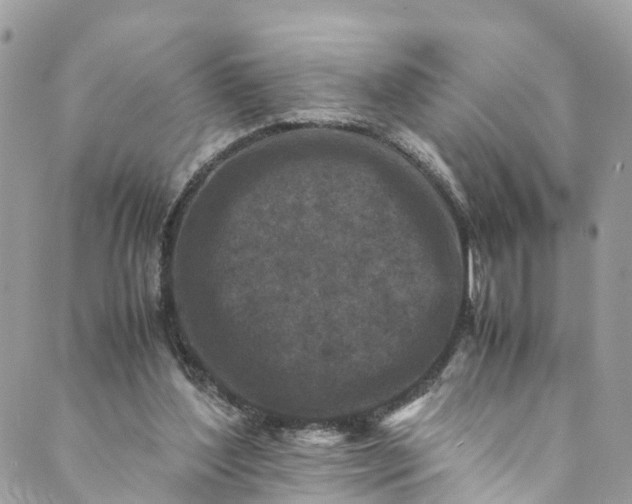 X0000089430204200706291322