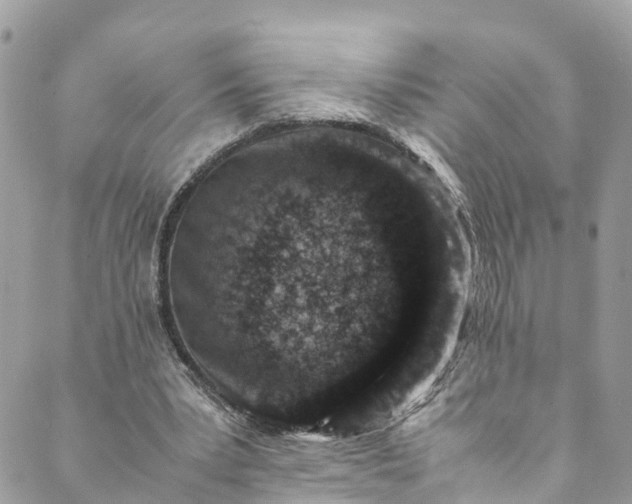 X0000089430391200706291319