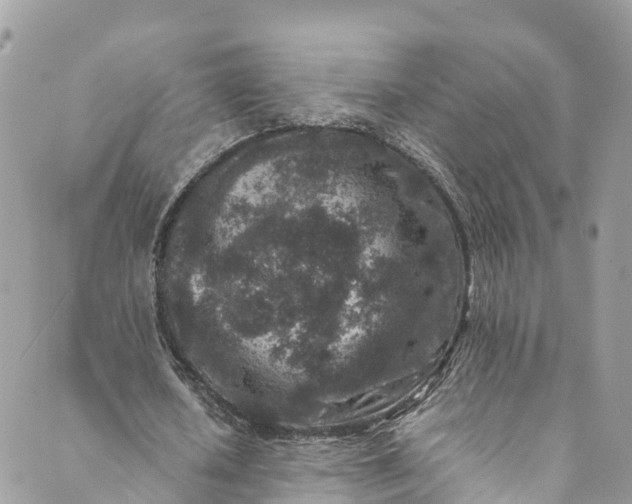 X0000089430626200706291315