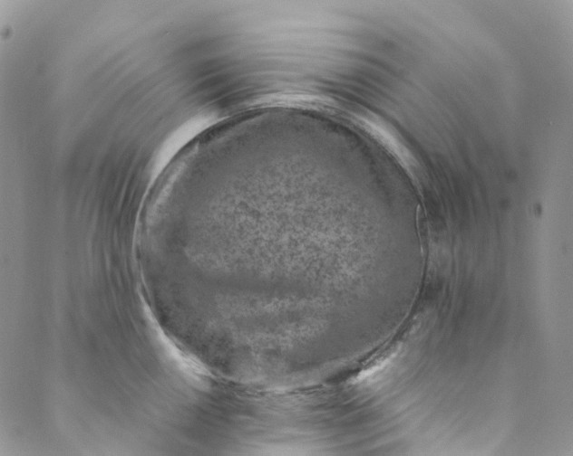 X0000089431050200706291309