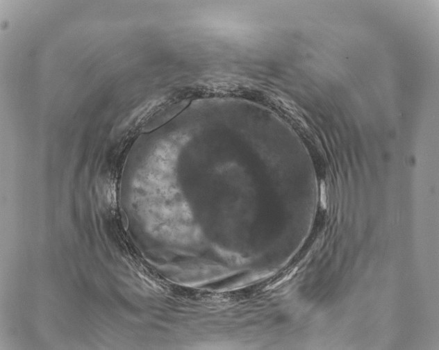 X0000089431155200706291307