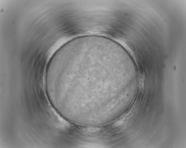 X0000089431294200706291305