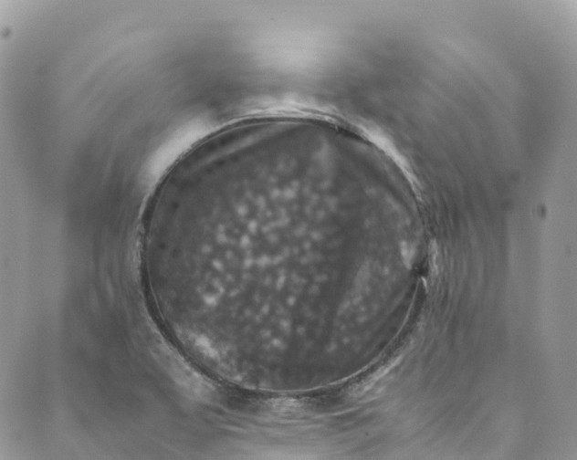 X0000089431463200706291302