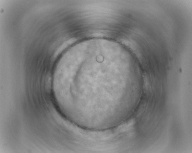 X0000089430016200707061355