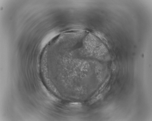 X0000089430053200707061354