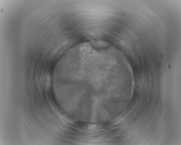 X0000089430130200707061353