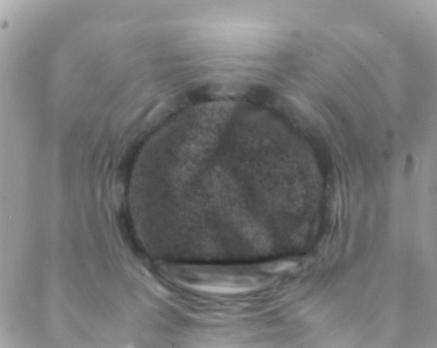 X0000089430227200707061351