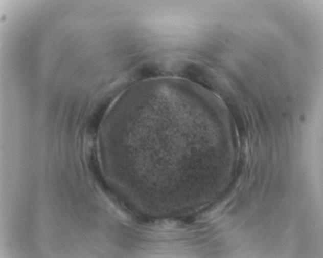 X0000089430235200707061351