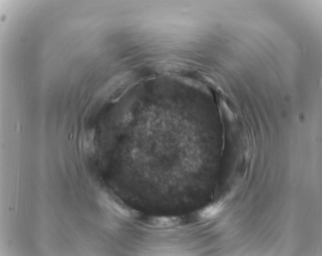 X0000089430239200707061351