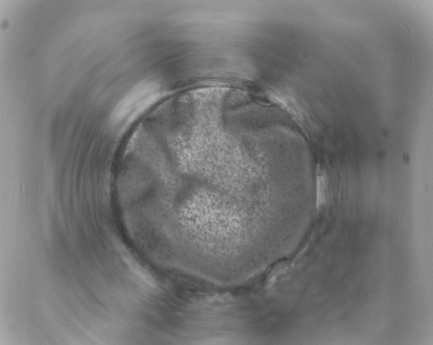 X0000089430243200707061350