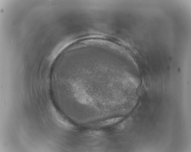 X0000089430247200707061350