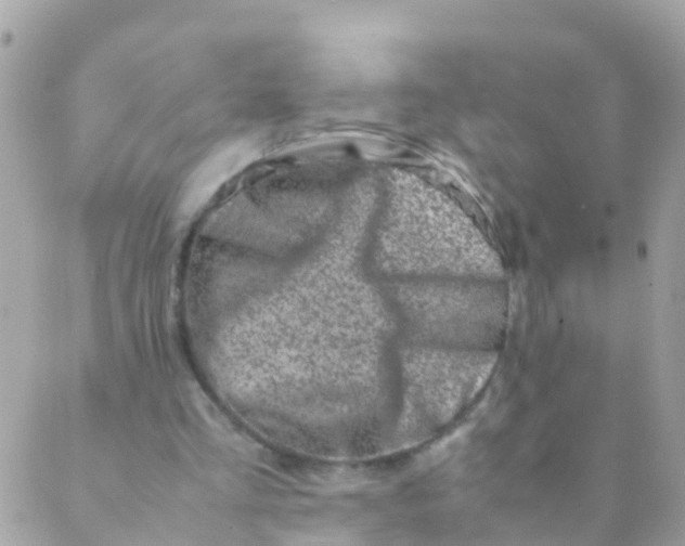 X0000089430293200707061350