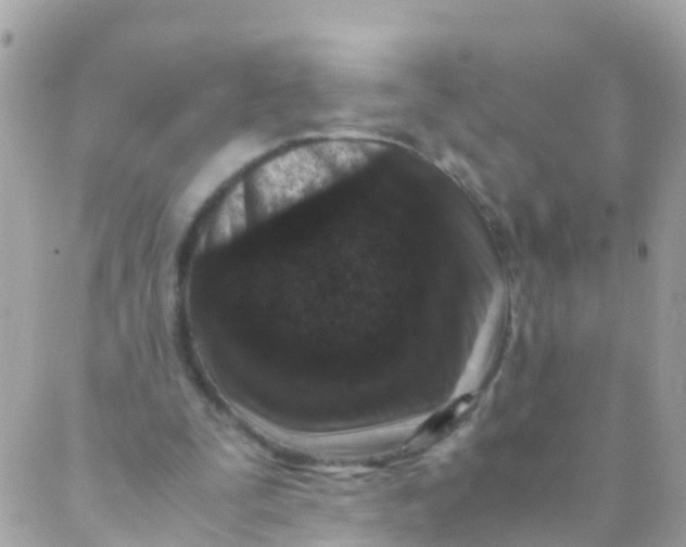 X0000089430295200707061350