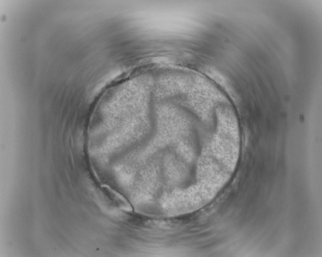 X0000089430297200707061350