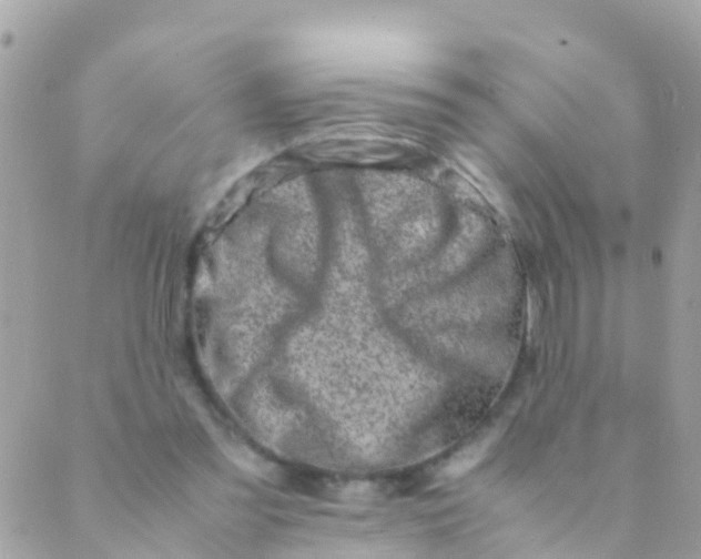 X0000089430301200707061350