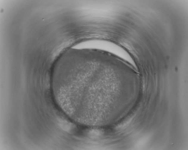 X0000089430303200707061350