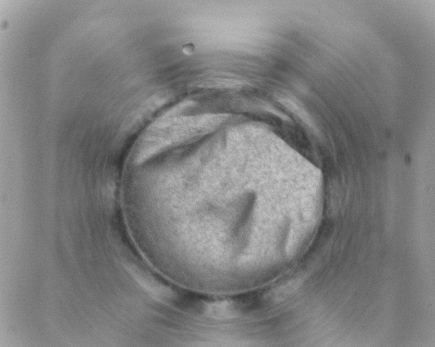 X0000089430309200707061350