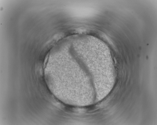 X0000089430313200707061350