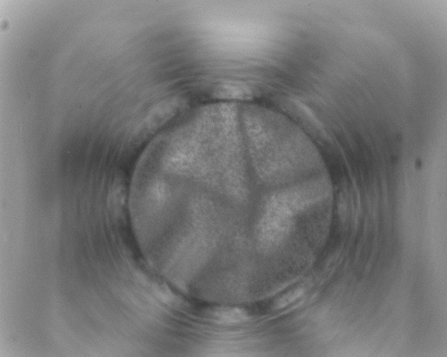 X0000089430322200707061350