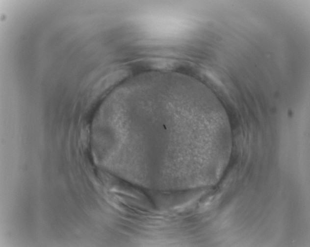 X0000089430325200707061350