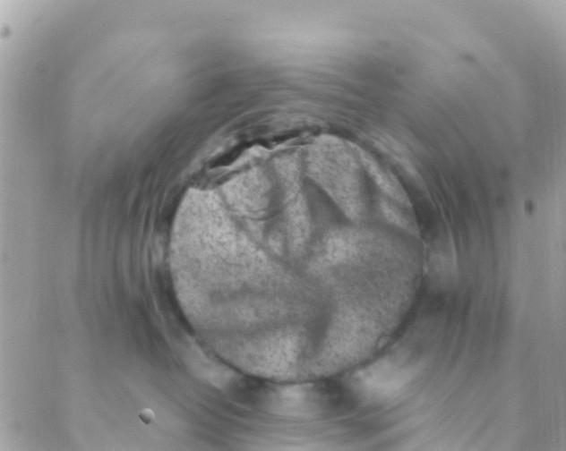 X0000089430382200707061350