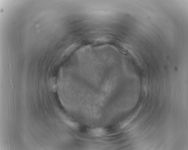 X0000089430383200707061350