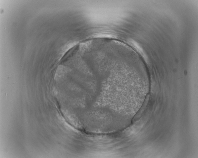 X0000089430385200707061349