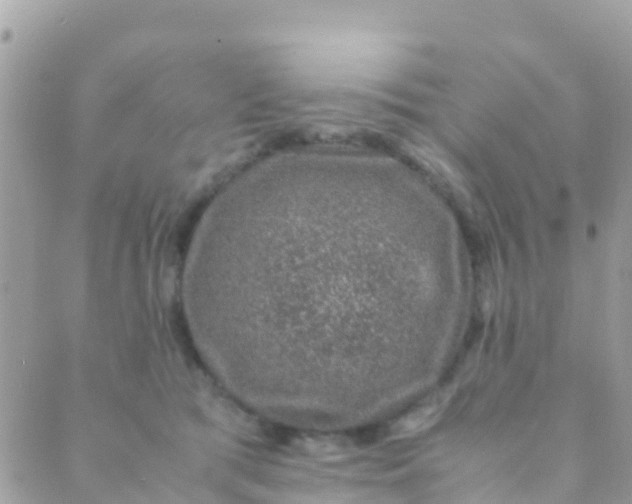 X0000089430417200707061348