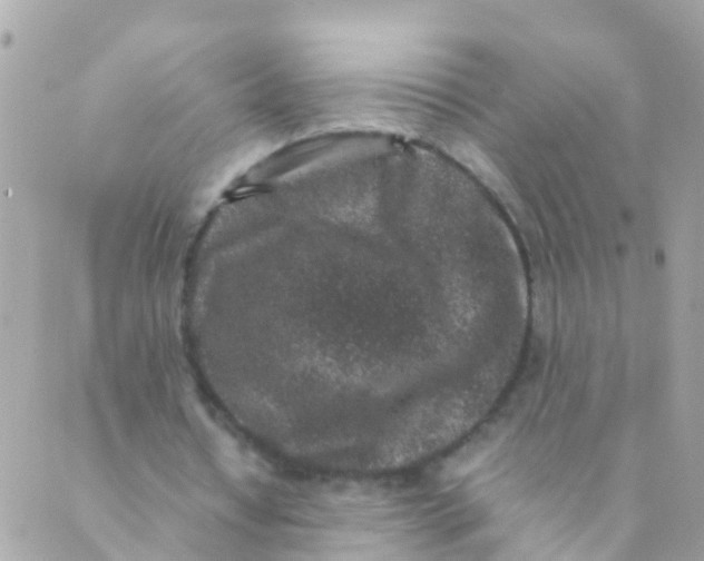 X0000089430434200707061347