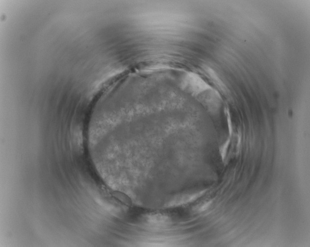 X0000089430500200707061347