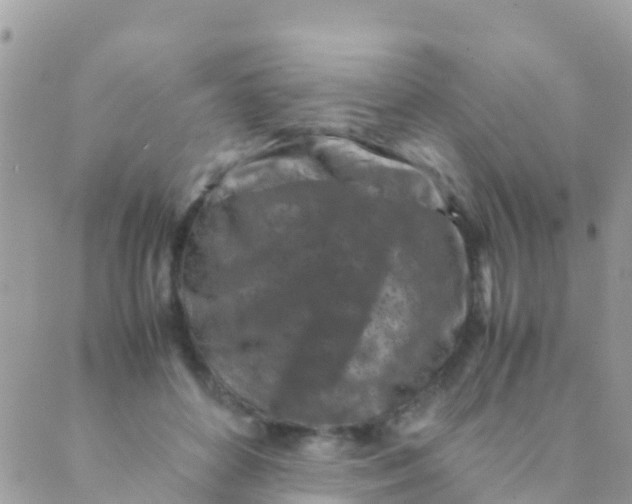 X0000089430504200707061347