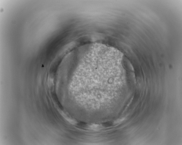 X0000089430527200707061347