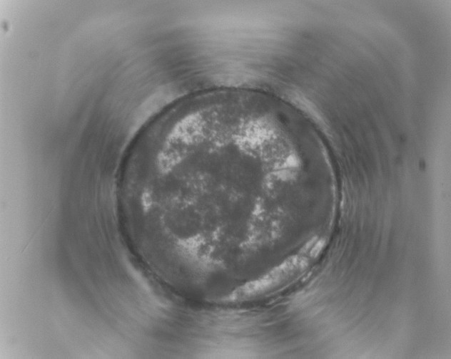 X0000089430626200707061344