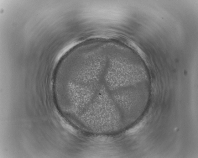 X0000089430779200707061342