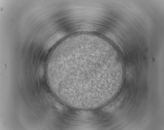 X0000089430874200707061341