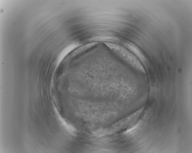 X0000089431050200707061339