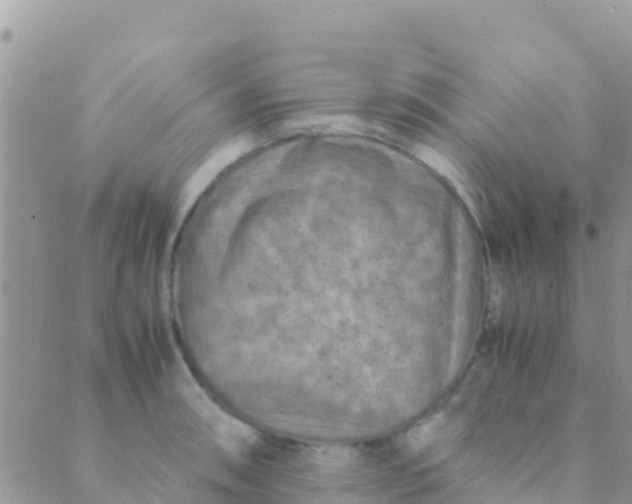 X0000089431090200707061337