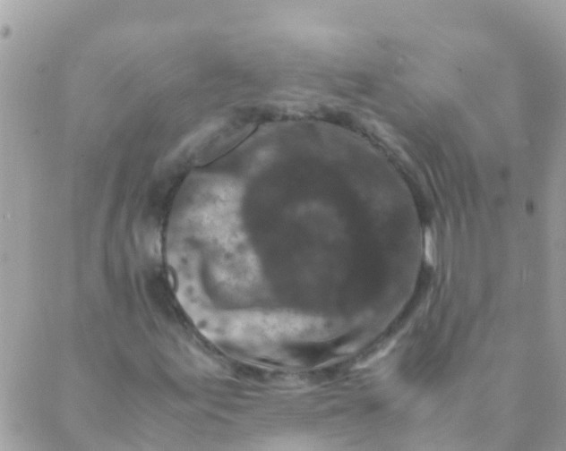 X0000089431155200707061336