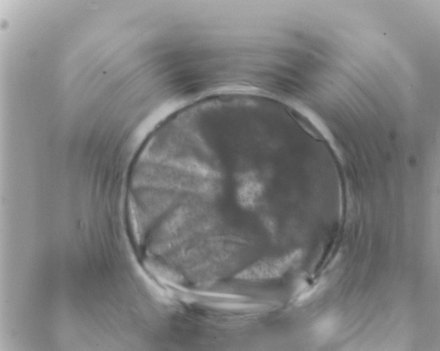 X0000089431245200707061336