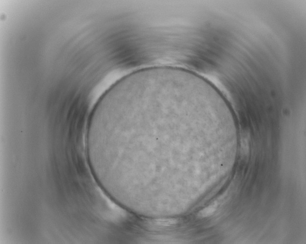 X0000089431294200707061334